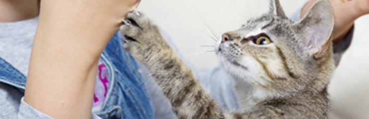 keuzestress voorkomen door kattenverzekeringen te vergelijken op VerzekerJeHuisdier