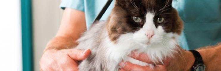 dierenartskosten verzekeren voor je kat