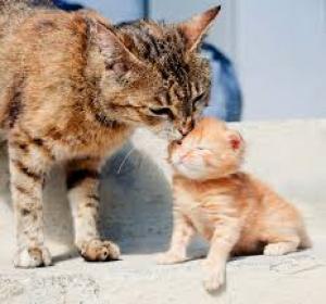 Opwekking strelen kin kattenruzie, agressief gedrag tussen 2 katten, gedragsproblemen katten,  nieuwe kat bij oude — Verzeker je Huisdier