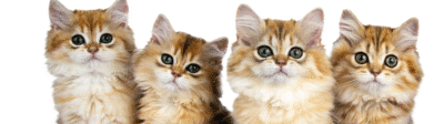vier katten naast elkaar