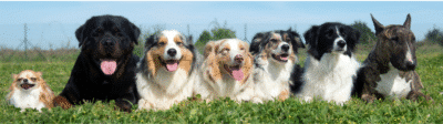 zeven honden naast elkaar