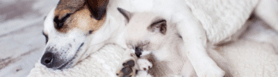 Hond en kat slapend