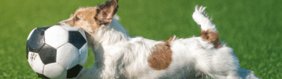 Hond die achter een bal aanrent