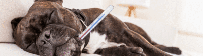 Een hond die ziek is met een thermometer