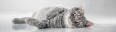 Nerveuze kat Verzekerjehuisdier.nl