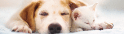 Hond en kat slapend