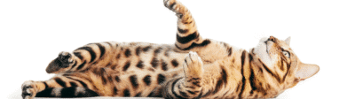 Bruin met zwarte kat liggend Verzekerjehuisdier.nl