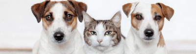 twee honden en 1 kat naast elkaar