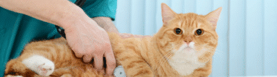 Kat bij de dierenarts voor echo