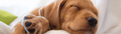 Puppy die slaapt Verzekerjehuisdier.nl