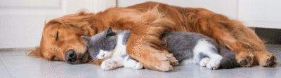 Hond en kat slapend naast elkaar en poten om elkaar heen Verzekerjehuisdier.nl