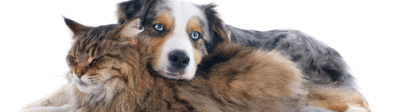 Hond en kat samen verzekerjehuisdier.nl