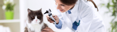 Kat bij de dierenarts