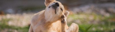 Hond die krapt