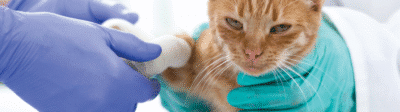 Kat bij de dierenarts met gebroken poot