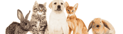 Twee konijnen, twee katten en een hond naast elkaar verzekerkjehuisdier.nl