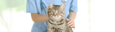 Kat bij de dierenarts