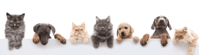 Verschillende honden en katten naast elkaar