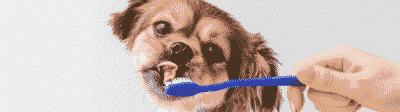 tandenpoetsen bij je hond is erg belangrijk verzekerjehuisdier.nl