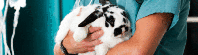 konijn bij de dierenarts