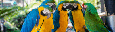 Papegaai verzekeren kan dat eigenlijk? En wat dekt het?