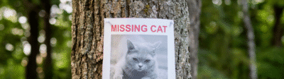 Wat moet je doen als je kat vermist is verzekerjehuisdier