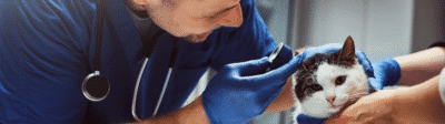 kat bij de dierenarts voor tumor