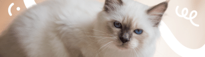 Welke kattenverzekering is het beste voor een Heilige Birmaan?