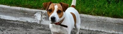 Welke hondenverzekering is het beste voor een Jack Russell?