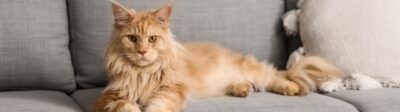 Welke verzekering is het beste voor een Maine Coon?