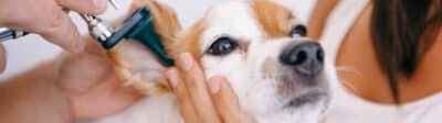 Oorontstekingen bij honden: hoe vaak komt het voor en wat kost behandeling?