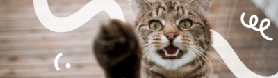Agressie bij katten: oorzaken, behandeling en kosten