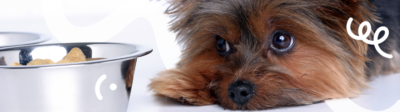 Verminderde eetlust bij je hond: oorzaken en kosten