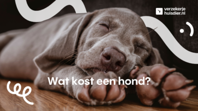 Grijze puppy ligt op de grond te slapen met zijn pootjes naar voren