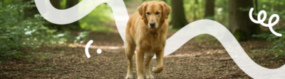 Hond loopt mank: oorzaken, behandeling en kosten