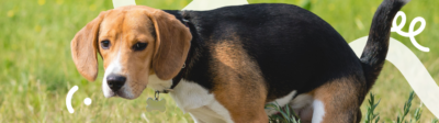 Een bruin met zwarte Beagle hond is buiten zijn behoefte aan het doen.