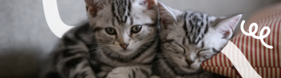 Twee grijs met zwarte katten liggen naast elkaar te relaxen.