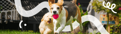 Twee spelende honden met een rode bal hebben een grotere kans op kennelhoest