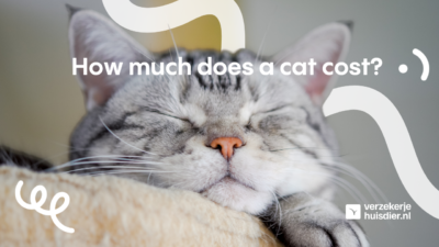How much does a cat cost