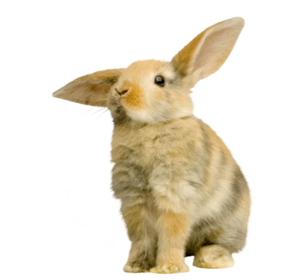 Konijnenverzekeringen vergelijken nieuwsbrief - Verzekerjehuisdier.nl