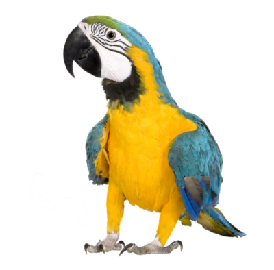 Papegaaienverzekering vergelijken nieuwsbrief - Verzekerjehuisdier.nl