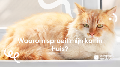 Waarom sproeit mijn kat in huis?