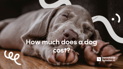 How much does a dog cost?
