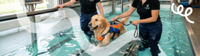 Een Golden Retriever staat in een bad voor de alternatieve geneeswijze hydrotherapie