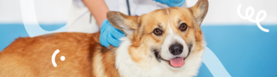 Een bruine corgi krijgt bij de dierenarts zijn rabiës-vaccinatie