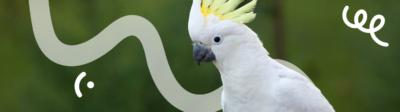 Een witte kaketoe met een groene achtergrond