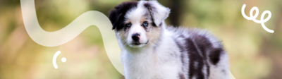Een Australian Shepherd puppy staat buiten in het gras