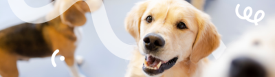 Een vrolijke Golden Retriever pup kijkt omhoog