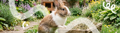 Een konijn zit in de tuin hooi te eten in het gras