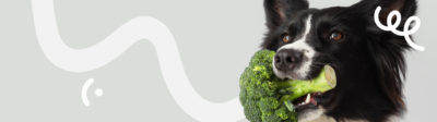 Een Border Collie zit op de grond met een broccoli in zijn bek omdat dit een veilige groente is voor honden om te eten
